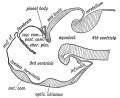 Fig. 94. Brain of a Larval Fish primary form and relations of the fore-brain.