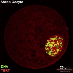 Sheep oocyte image