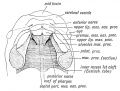Fig. 8. Showing the ingrowth of the palatal plates of the two maxillary processes early in the 2nd month. (After Kollmann.) .
