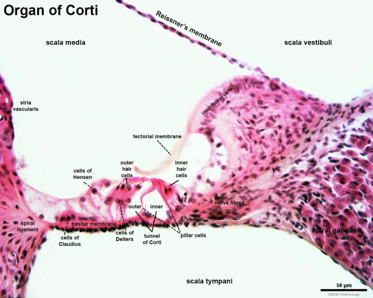 File:Mouse organ of corti 03.jpg