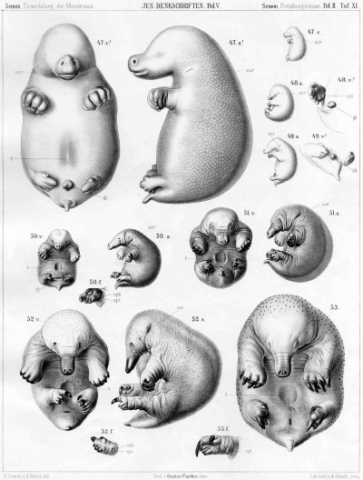 Echidna historic embryology 02.jpg