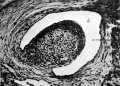 Fig. 8. Transverse section of a 42 mm embryo H 42