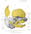 Fig. 4. Skull of a 40mm human fetus showing the right anterior aspect.