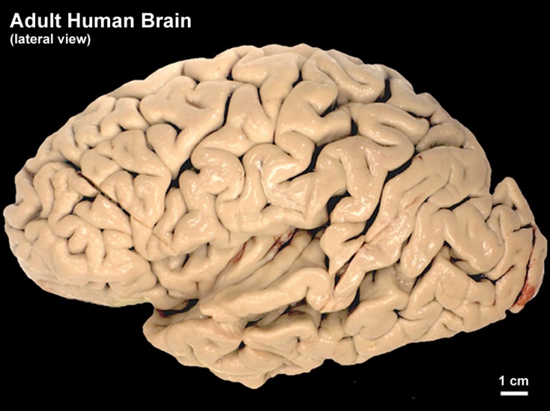 File:Adult human brain.jpg