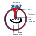 28 Diagram illustrating a later stage in the development of the umbilical cord
