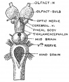 Fig. 95. The Brain of the Lamprey from above.