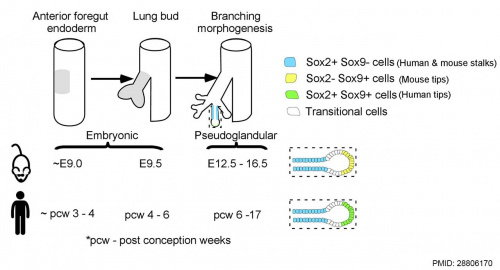 Lung human and mouse Sox expression.jpg