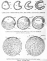 Fig. 6. Schematic diagrams to show the effect of yolk on gastrulation