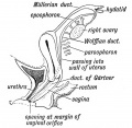 Fig. 81. Remnants of the Wolffian Body in the Female.