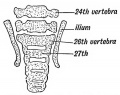 Fig, 115. A section of the Lumbo-sacral Region of the Spine in a Foetus at the end of the 2nd month, showing the 26th vertebra forming the 1st Sacral. (After Rosenberg.)