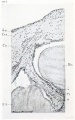 Fig. 162. Drawing of a section through free surface of clot, illustrated in section in fig. 158, showing wall of chorion and a villus surrounded by clot. X50.