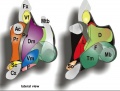 nuclei in the hypothalamus Existing website image.