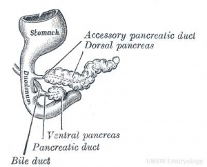 Ansa Pancreatica