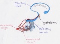 Vomeronasal Organ position