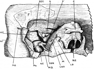 Fig. 16. Part of the reconstructed head of the 30 mm Bryce embryo