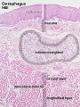 Submucosa Gland