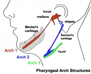 Reichert's cartilage