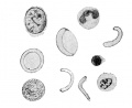 Fig. 359. Blood-corpuscles from a blood-vessel of a human embryo eight months