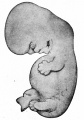 Fig. 89. Human embryo 11 mm.