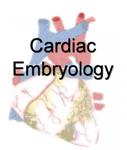 File:Cardiac Embryology ILP Watermark.jpg
