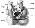 Fig. 529. The heart of a 24 mm Embryo