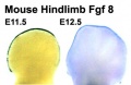 Mouse hindlimb buds Fgf8 expression