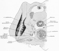 Fig. 657. Part of a transverse section through a human embryo of 60 mm. head-foot length. (Embryo R. Meyer 264; slide 44, row 2, section 2.) By the union of the mesonephric fold and testis to the anterior abdominal wall, formed by the chorda gubernaculi, both have been carried quite away from the posterior abdominal wall. Between the urogenital fold and the posterior wall a layer of loose mesenchyme has formed. Thereby the portion of the abdominal cavity which contains the urogenital fold is separated off from the rest of the cavity as the saccus vaginalis. The separation between the two is completed by a peritoneal fold formed by the a. umbilicalis.
