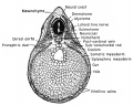 The 7 mm frog tadpole transverse sections through the mid-body level