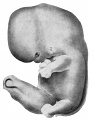 1914 Thyng HEC839 human embryo 17.8 mm external appearance