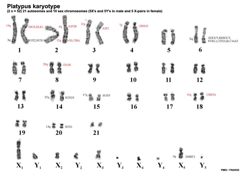 File:Platypus karyotype.jpg