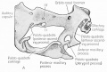 Skull of Rana during metamorphosis