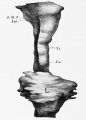 Fig. 331. Anlage of the respiratory tract of an embryo of 23 primitive segments