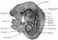 Historic image of the human embryo. Existing website image.