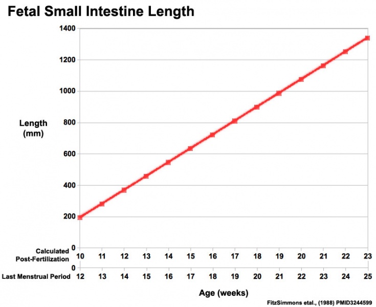 File:Fetal small Intestine length growth graph.jpg