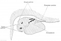 Fig. 632 Transverse section urogenital fold human embryo 50 mm