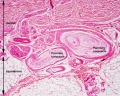 Pacinian corpuscle histology 01.jpg
