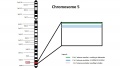 Z3290841 - Figure relevant to group project. Meets student drawn figure criteria. Copyright, citation and student disclaimer included. This figure is very useful for understanding chromosomal region affected. You provide further information in the figure legend, demonstrating peer teaching component.