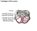 950 cricoid cartilage