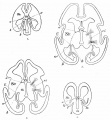 Fig. 439. Human embryo fore-brain different stages