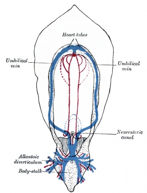Historic image of early human vascular development
