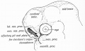 Fig. 16. The Olfactory Pit and Nasal Processes in a 4th week human embryo.