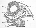 Fig. 30. Transverse section through the posterior part of the head of an embryo chick of thirty hours.