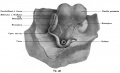 Fig. 438. The urogenital inside the peritoneal cavity in a human embryo of 11 weeks.