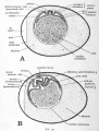 Fig. 30.ab Schematic diagrams to show the extra-embryonic membranes of the chick