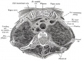 967 Transverse section through the upper margin of the second thoracic vertebra.