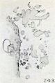 Fig. 243. Appearance of villi in section, same specimen. X7.5.