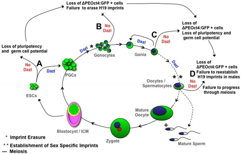File:Model of Dazl germ cell function.jpg