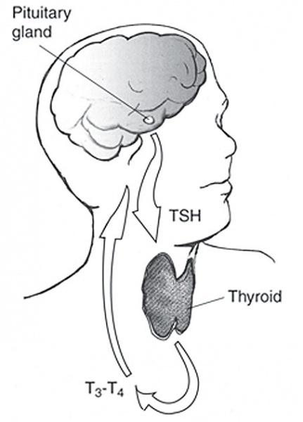 File:Pituitary thyroid pathway.jpg