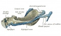 181 Human embryo CRL 95 mm inner aspect