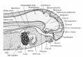 Median sagittal section of the 11 mm frog tadpole